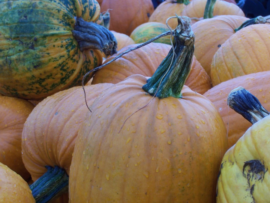 large carving pumpkin not suitable for roasting pumpkin or roasting pumpkin in a wood-burning oven pizza oven