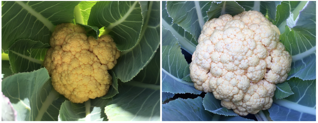 farm fresh cauliflower