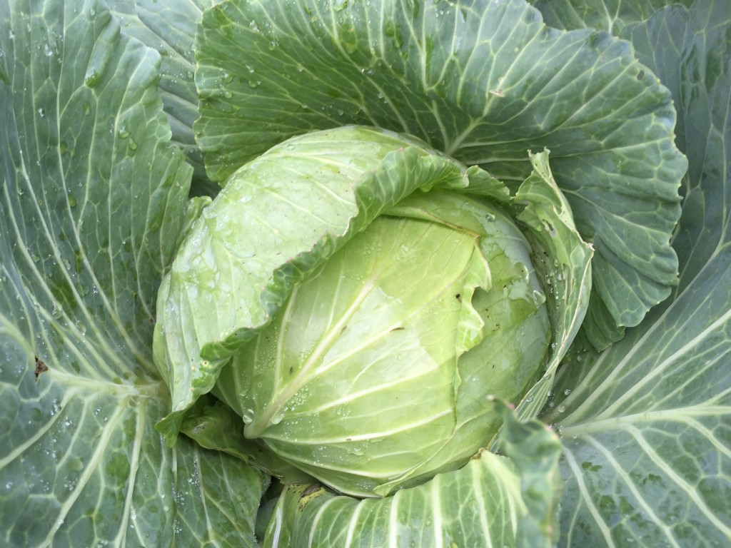 roasting brassicas cabbage