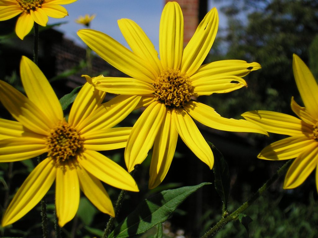 sunchoke sunflower for wood-fired sunchokes